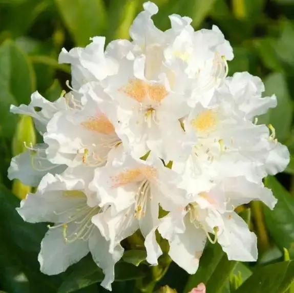 

Рододендрон "БЕЛЫЙ" ('White') / Саженцы (ЗКС)