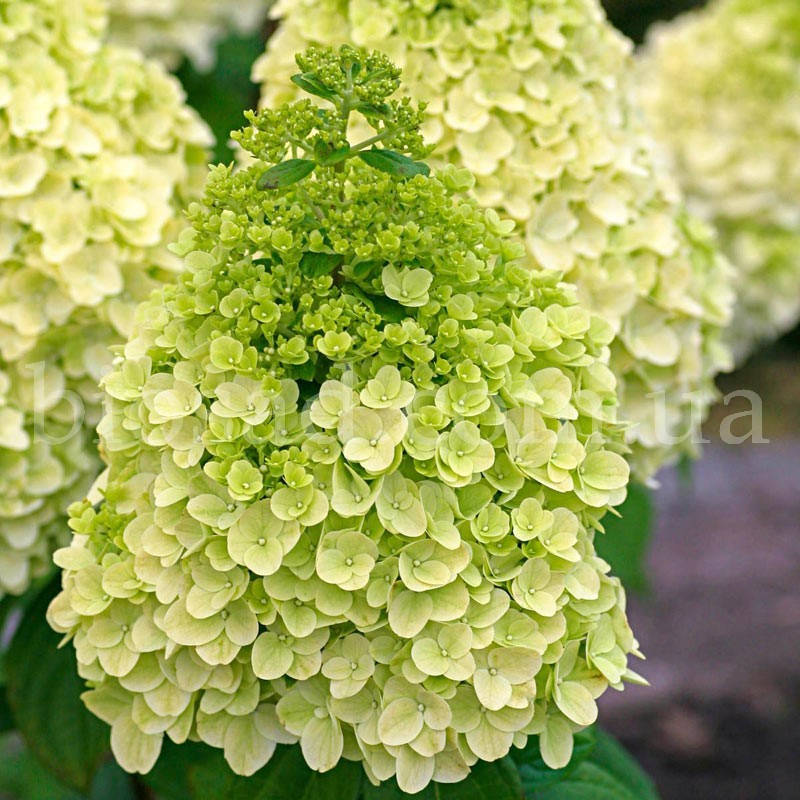 

Гортензия метельчатая Мунрок (Hydrangea paniculata Moonrock) 3-х летняя