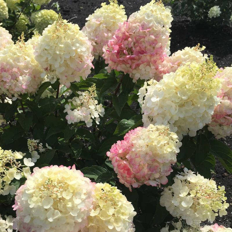

Гортензия Ливинг Литл Блоссом (Little Blossom)