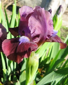 

Ирис Карликовый Люли Люли