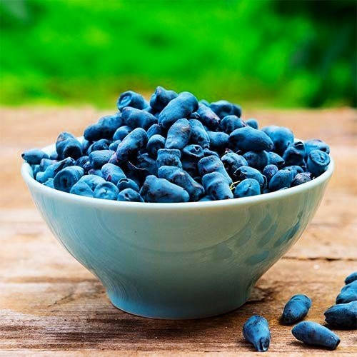 

Жимолость Амур (саженцы)