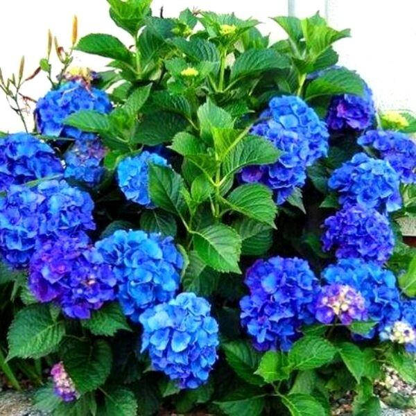 

ГОРТЕНЗИЯ КРУПНОЛИСТНАЯ NIKKO BLUE (САЖЕНЦЫ).