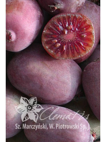 

Саженцы актинидии аргута Кенс ред в конт.5л(женская)