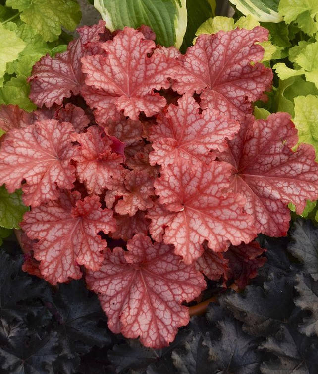 

Гейхера Пичберри Айс \ Heuchera Peachberry Ice ( саженцы ЗКС) НОВИНКА