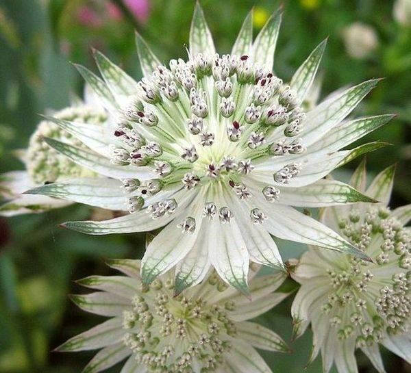 

Астранция белоцветковая " Snow Star"