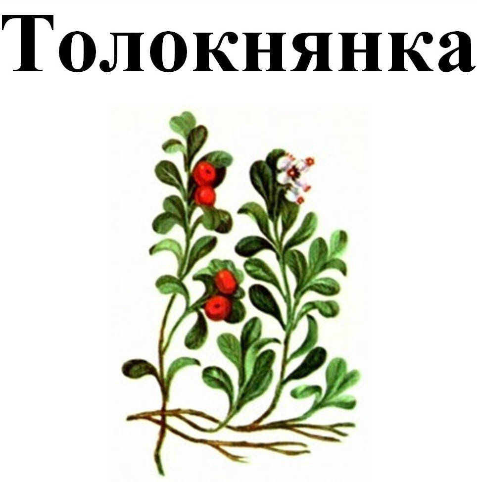 

Толокнянка/мучниця/ведмежі вушка, 40 грамм