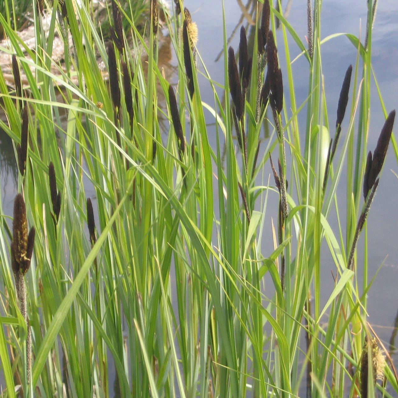 

Осока высокая - Carex elata (вторая ц.г.)
