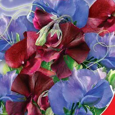 

Семена Цветы Душистый горошек Морской флаг 1г GL Seeds (1826), Разные цвета