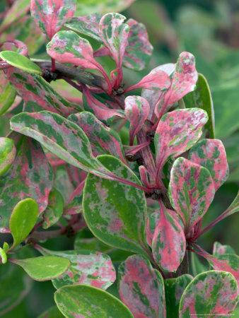 

Барбарис Тунберга "Келлерис" / Berberis thunbergii 'Kelleriis'