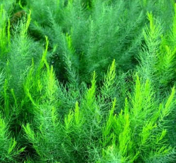 

Спаржа карликовая