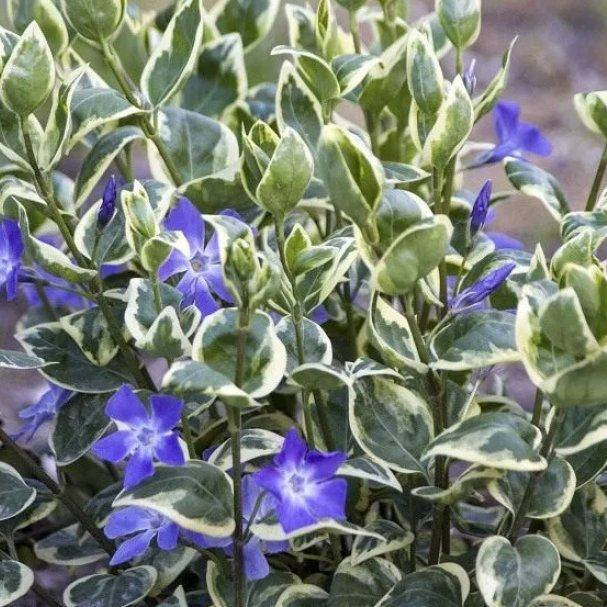 

Барвинок большой вариегатный, Vinca major f. Variegata