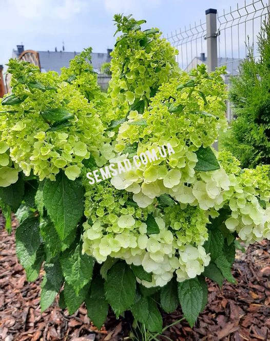 

Гортензия метельчатая Мэджикал Матерхорн \ Hydrangea pan. 'Magical Matterhorn' ( саженцы 3 года) Новинка