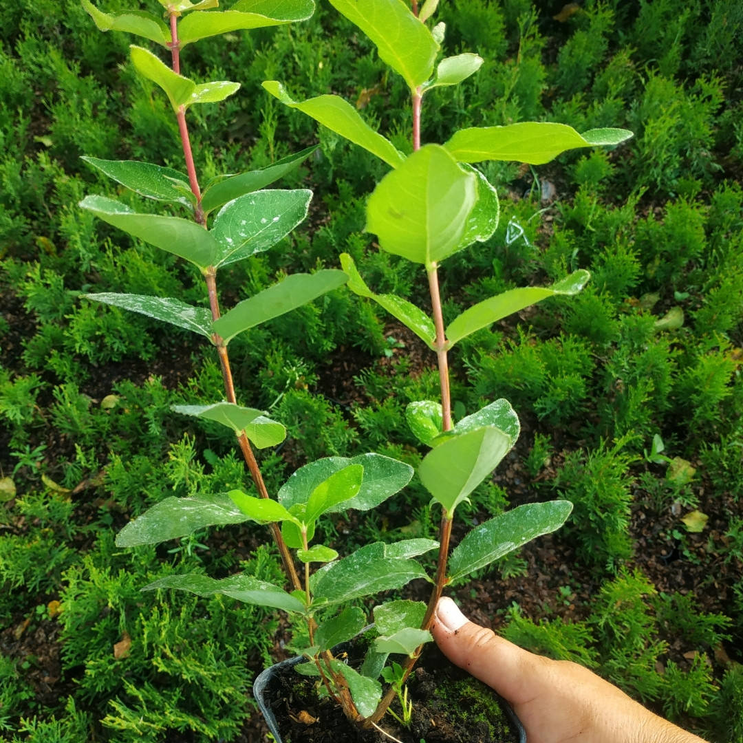

"Бахчарская Юбилейная" - саженцы жимолости однолетние в контейнере 0,5л.