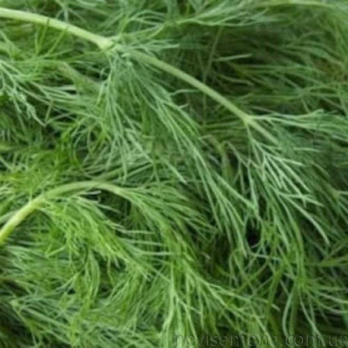 

Укроп Харьковский семена Агроном 10г