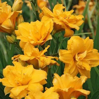 

Лилейник Condilla (саженцы)