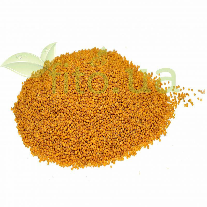 

Горчица желтая семена 50 гр.