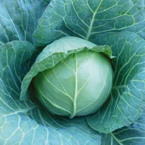 

Семена Капуста белокочанная средняя KS 15 F1 поштучно 20 семян Kitano Seeds