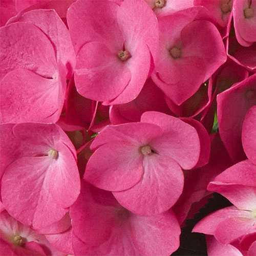 

Гортензія "Jip Pink" (Джип Пінк) 3-х річна