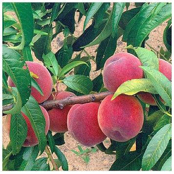 

Персик Посол мира