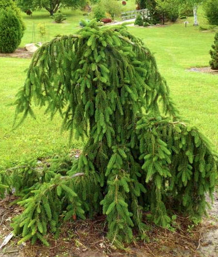 

Ель европейская плакучая Рефлекса \ Picea abies `Reflexa` ( саженцы 2л. )