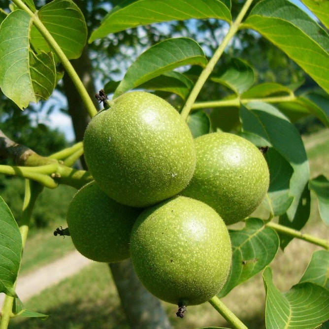 

Грецкий орех Идеал