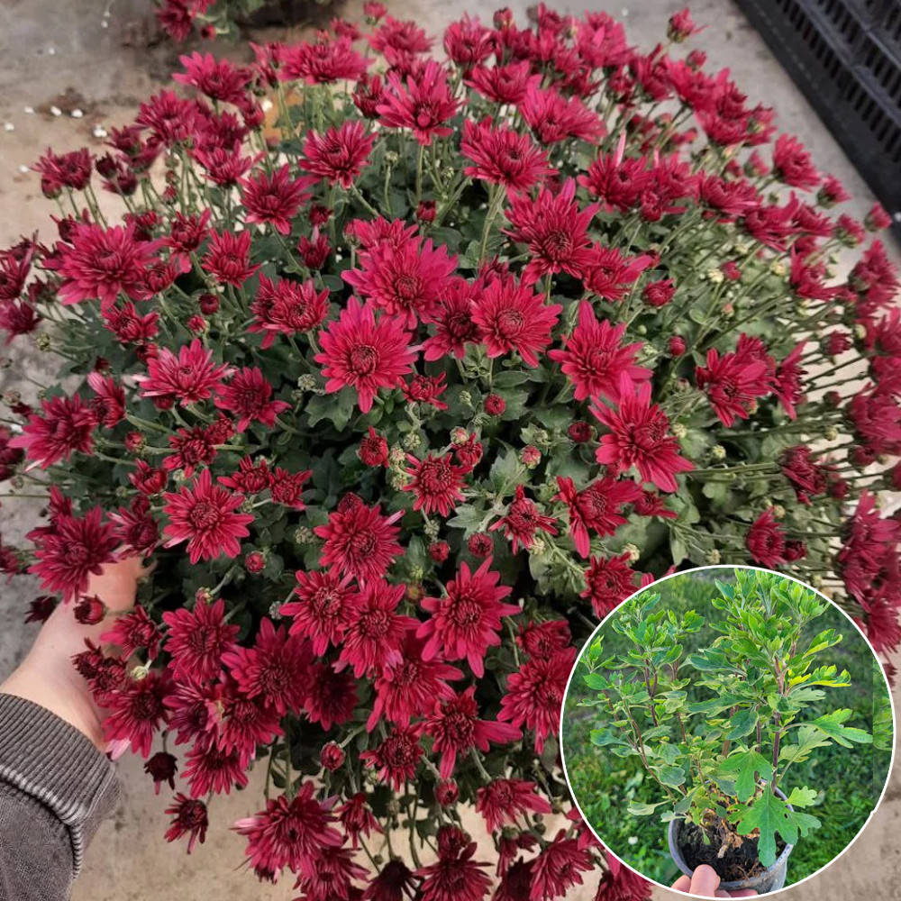 

Хризантема Josada Red 3л