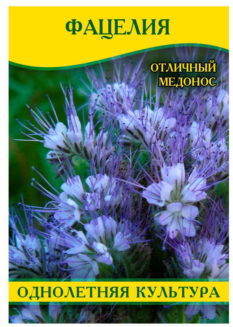 

Семена Фацелии, 100г, Зелёный
