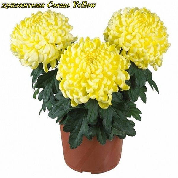 

Хризантема Cosmo Yellow (Космо Йеллоу) рассада