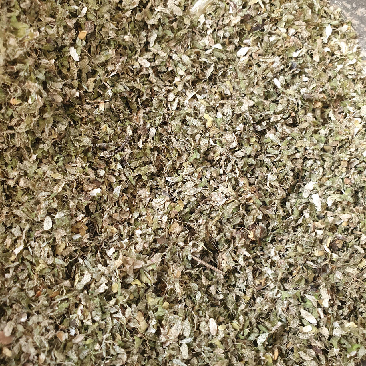 

Ряска трава малая 50грамм (Свежий урожай)