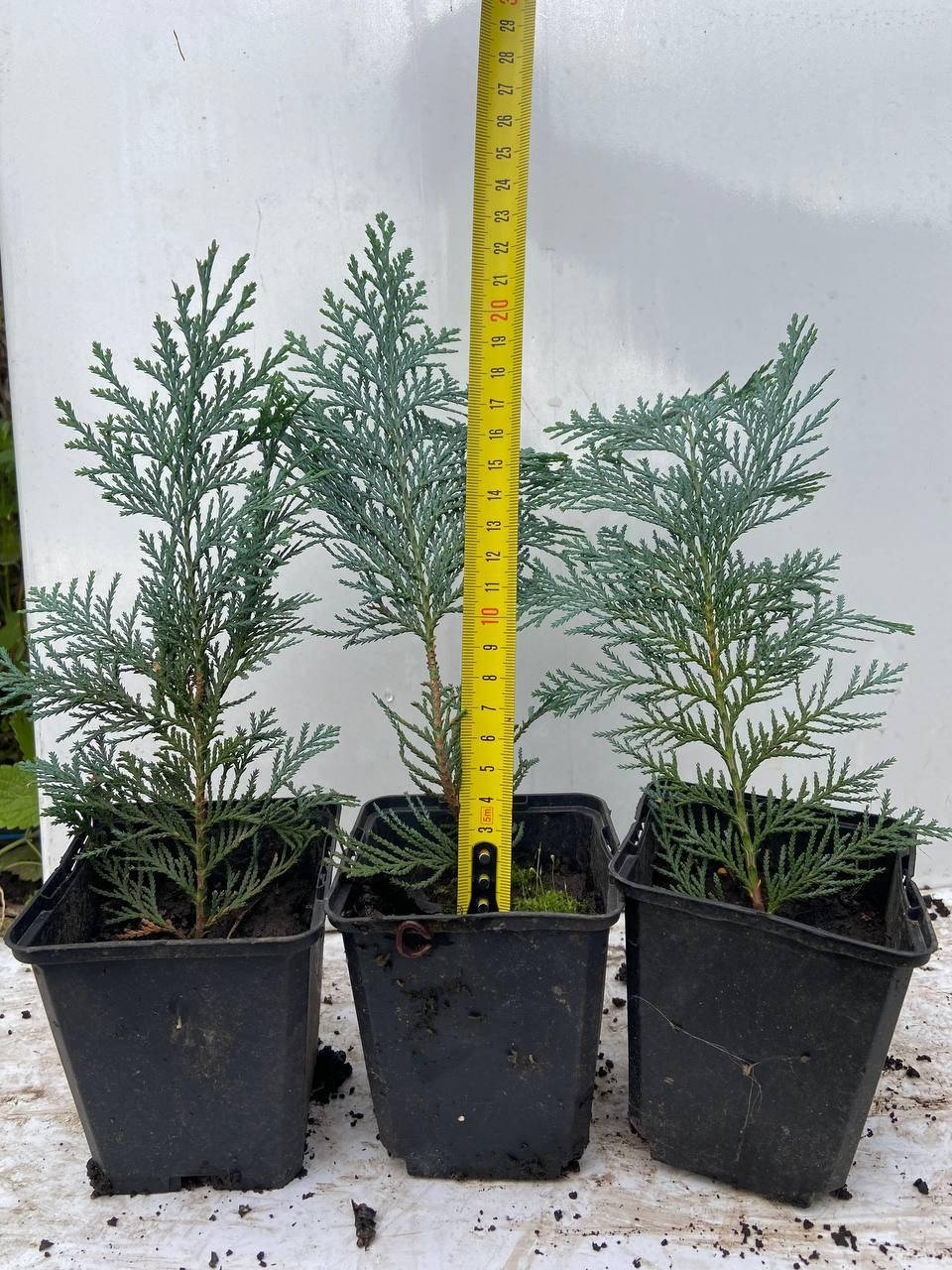 

Кипарисовик Лавсона Колумнарис (Chamaecyparis Lawsoniana Columnaris) 22-27 см