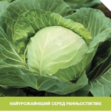 

Кевин F1 10 шт семена капусты Syngenta Голландия