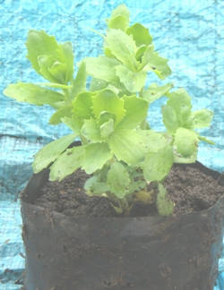 

Очиток видный. Саженцы в контейнерах Д12.