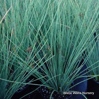 

Ситник сизый (Juncus glauca)