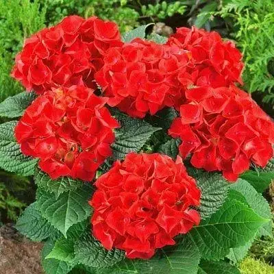 

Гортензия "ХОТ РЕД" крупнолистная (Hydrangea macrophylla `Hot Red`) / Саженцы