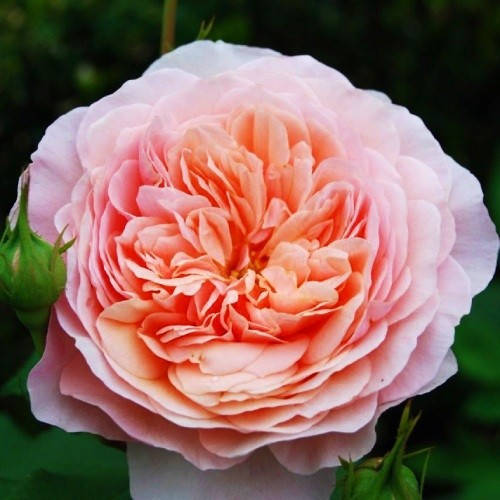 

Роза William Morris (саженцы)