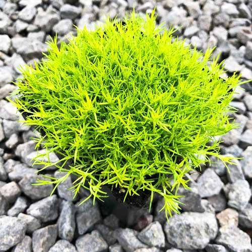 

Саженец Мшанка шиловидная Lime Moss 0,5 л
