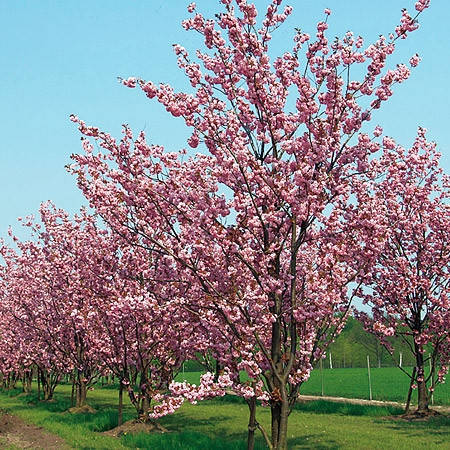 

Сакура Канзан, Prunus serrulata Kanzan