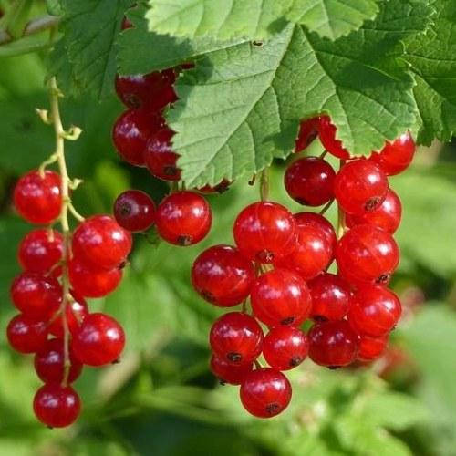 

Красная смородина Рондом