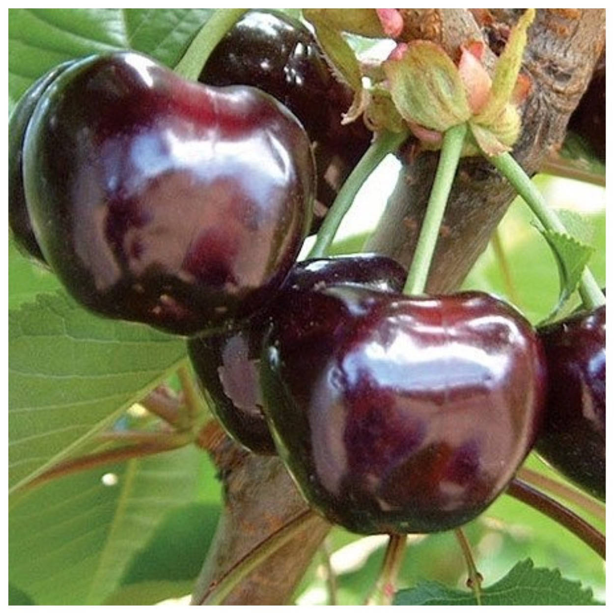 

Черешня Бигаро Бурлат (ранне-средняя)