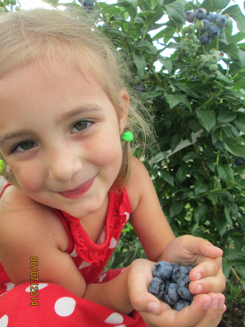 

Чандлер саженцы голубики 2хлетние /в конт.2л/