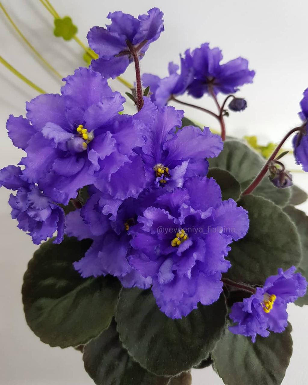 

Фиалка ЛЕ-Океан Эльзы укорененный лист