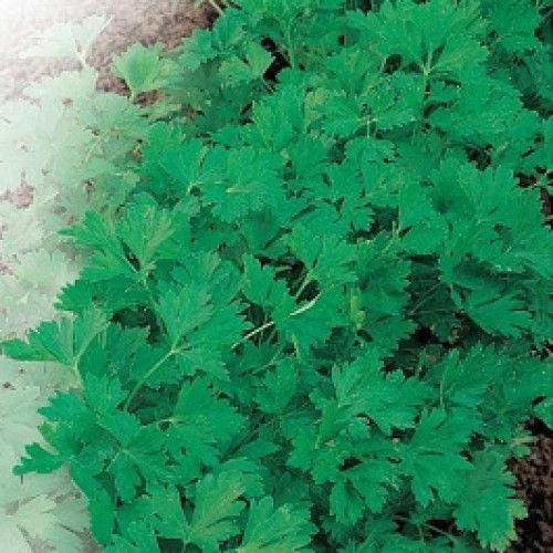 

Семена петрушки листовая Гигантела оптом на вес.