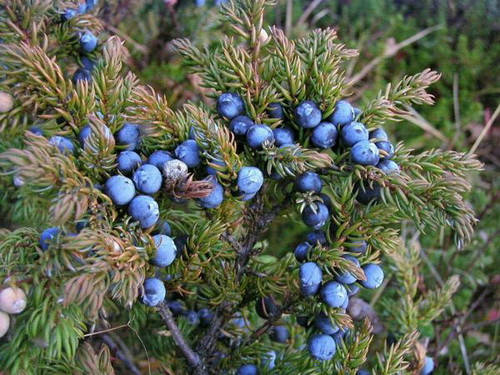 

Можжевельник обыкновенный плод 50 г