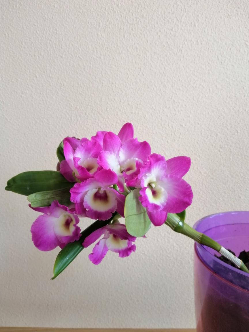 

Орхидея дендробиум (Dendrobium) «Акацуки» с сиреневыми цветами, Сиреневый