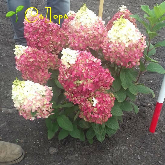 

Гортензия Калорфул Коктейл (Colorful Cocktail)