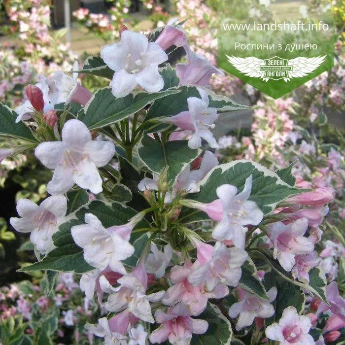 

Weigela florida 'Suzanne', Вейгела квітуча 'Сюзан',C2 - горщик 2л