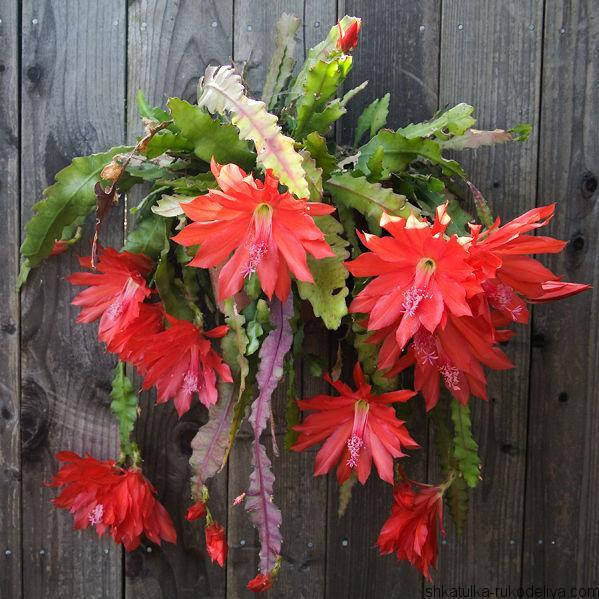 

Эпифиллум красный, Epiphyllum