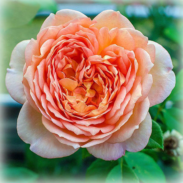 

Роза Леди оф Шалот (Lady of Shalott), английская в контейнере