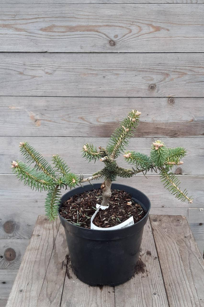 

Ялиця іспанська'Ауреа'/ Abies pinsapo 'Aurea' С3/Н20-30