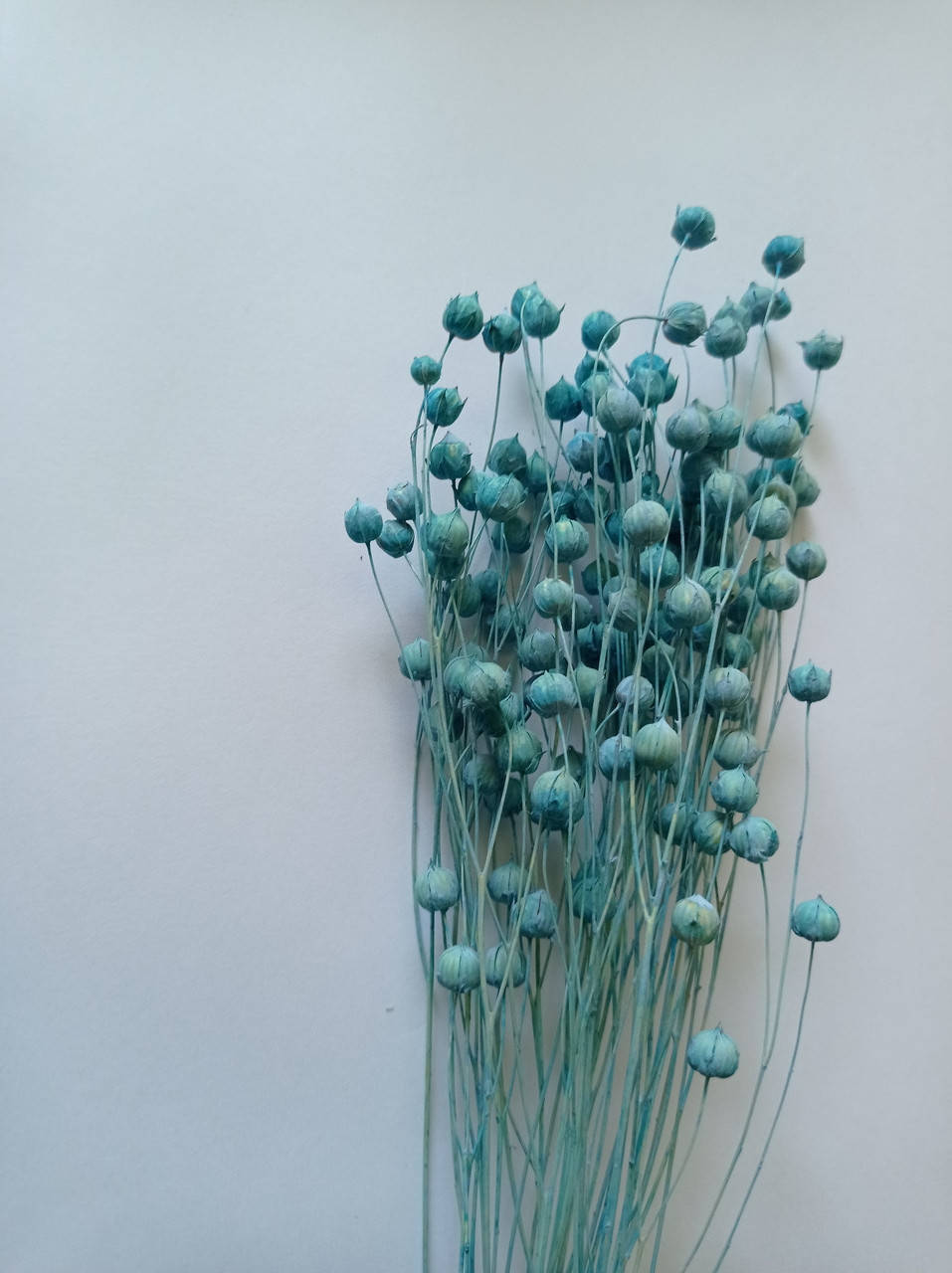 

Льон голубой